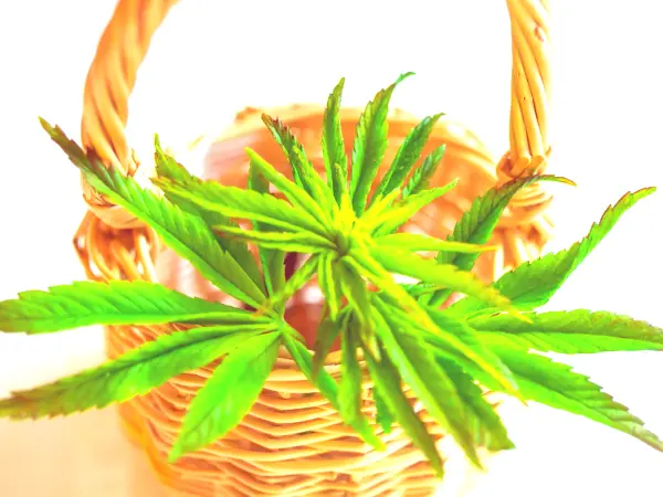 Cannabis plant in a basket.