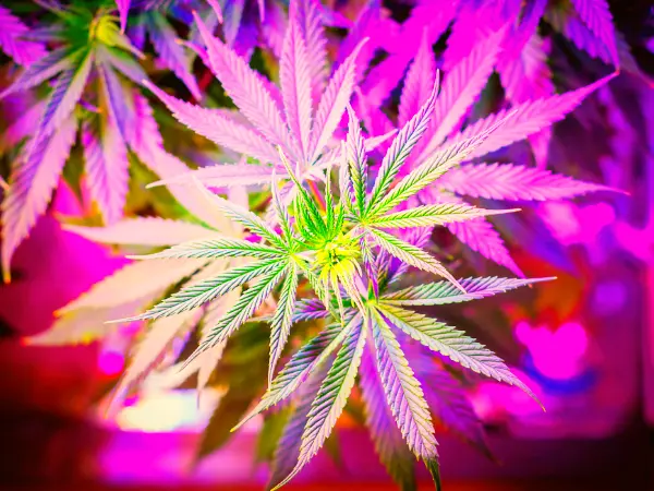 Bright purple lighting and cannabis leaves.