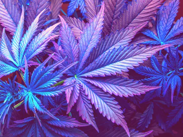 Purple, pink and blue cannabis leaves.