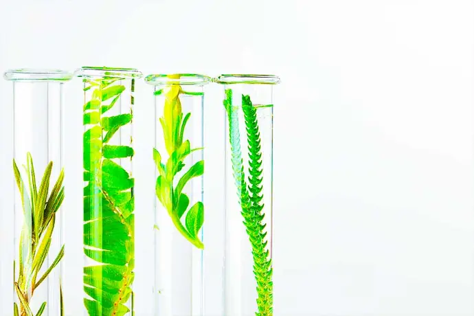 Test tubes with different medicinal plants