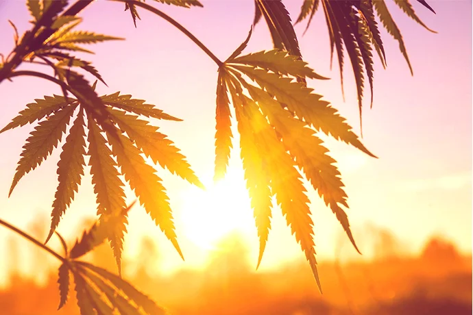 Cannabis leaves with beautiful sunset.