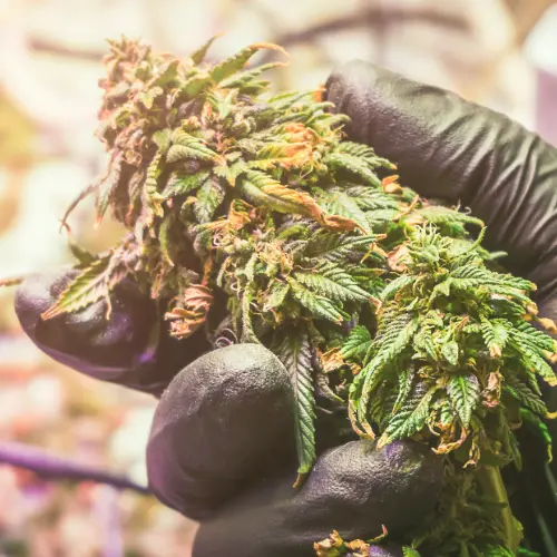 Human holding cannabis flower.