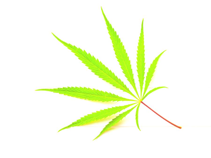 Medical cannabis leaf with white background.