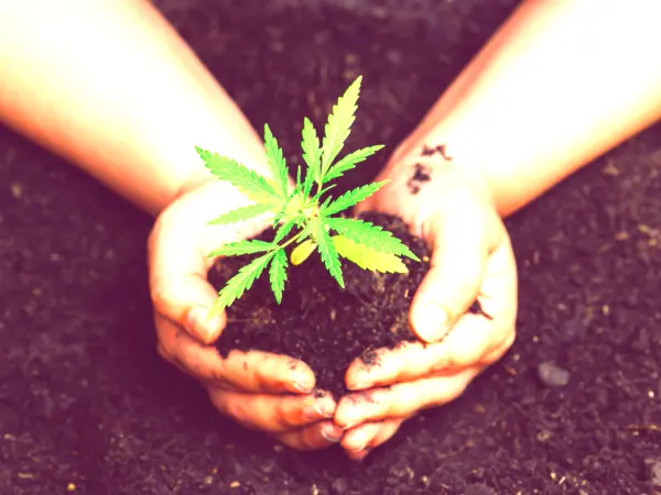Two hands in dirt holding a medicinal cannabis plant.