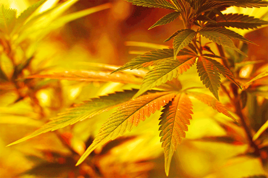 NY Cannabis - Why this study is different.