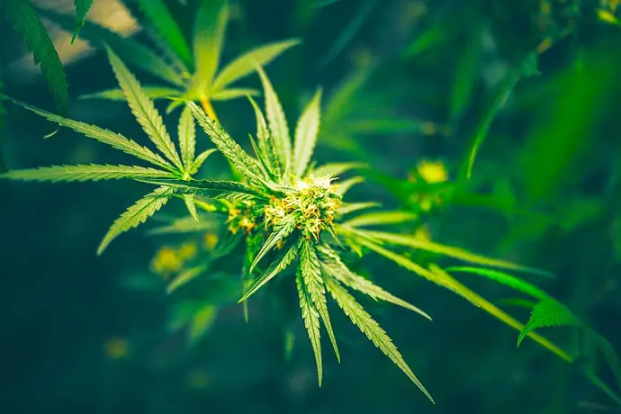 Medicinal cannabis Plant