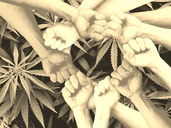 Social Justice in the cannabis industry. Fists in a circle over medical cannabis.